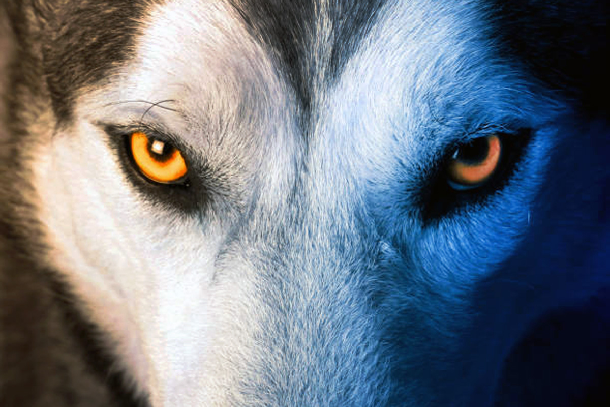 wolf-eyes-close-up-open-sky-productions