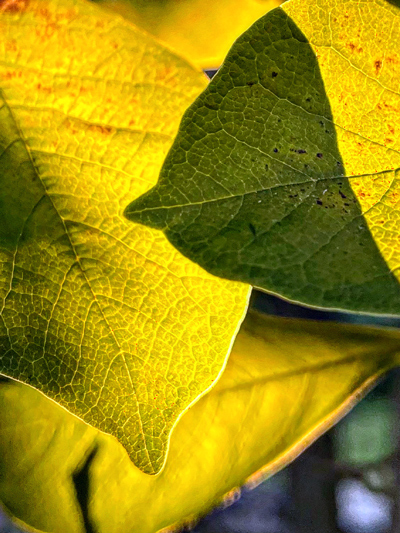 fall-leaves-closeup-photo-jeanne-vitale