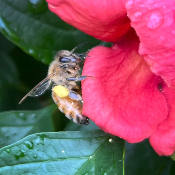 rain-bee-photo-jeanne-vitale