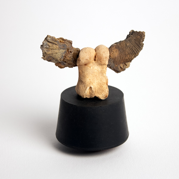 fossil-bone-sculpture-winged-victory-redux-jeanne-vitale